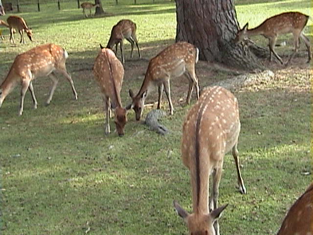 Nara Park: Where Nature and Spirit Walk Together